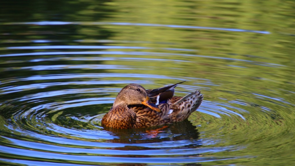 Image06.jpg