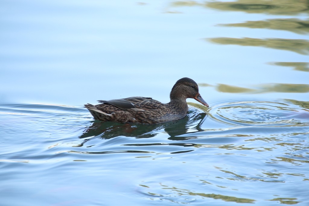 Image01.jpg